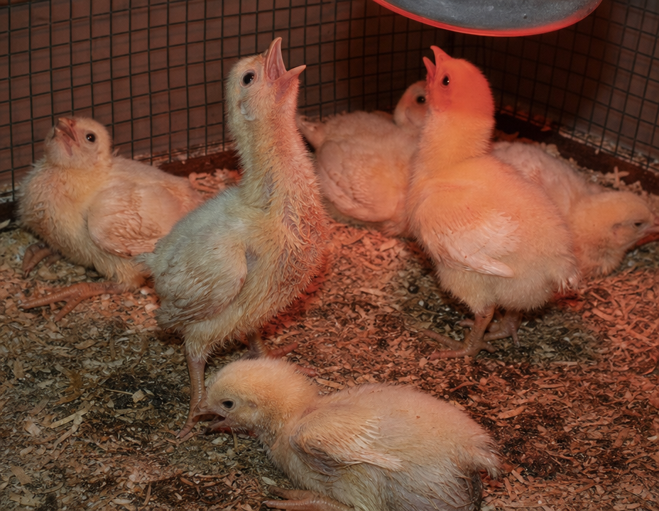 Aspergillosis (Brooder Pneumonia) in chicken showing gasping and labored breathing in chicks 4-14 days old (brooder pneumonia) and head bobbing or pump-handle breathing motions