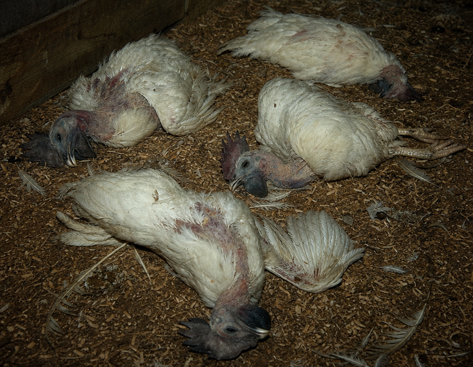 Avian Influenza in chicken showing hpai: sudden death with no prior signs in otherwise healthy birds and severe respiratory distress, gasping, cyanotic (purple-blue) combs and wattles