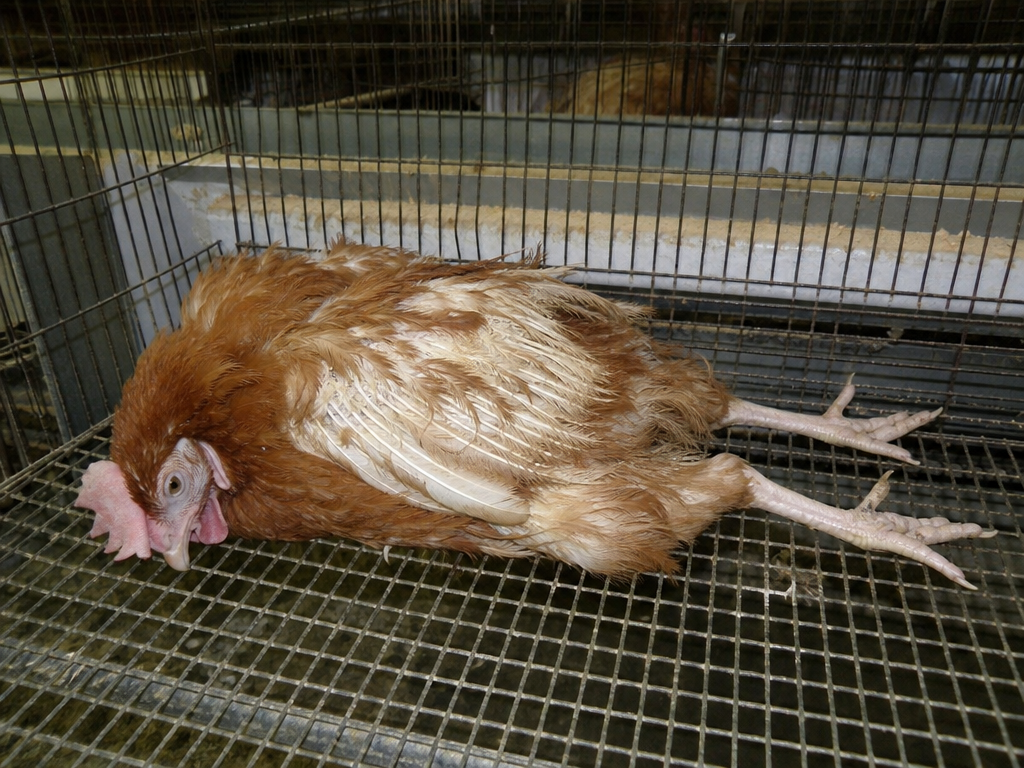 Cage Layer Fatigue (Osteoporosis) in chicken showing sudden inability to stand with legs extended backward (typical presentation) and hypocalcemic tetany: muscle tremors, rigid paralysis