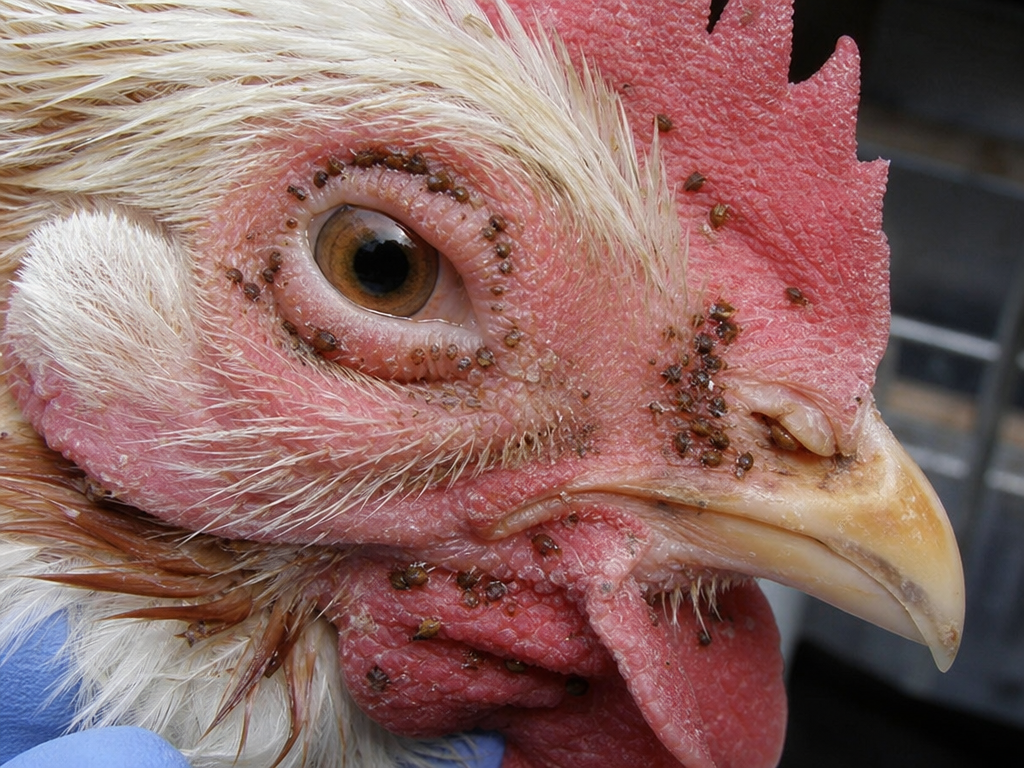 Chicken Fleas (Sticktight Fleas) in chicken showing clusters of small dark specks embedded in skin around eyes, comb, and wattles and ulcerative wounds and crusty lesions at attachment sites
