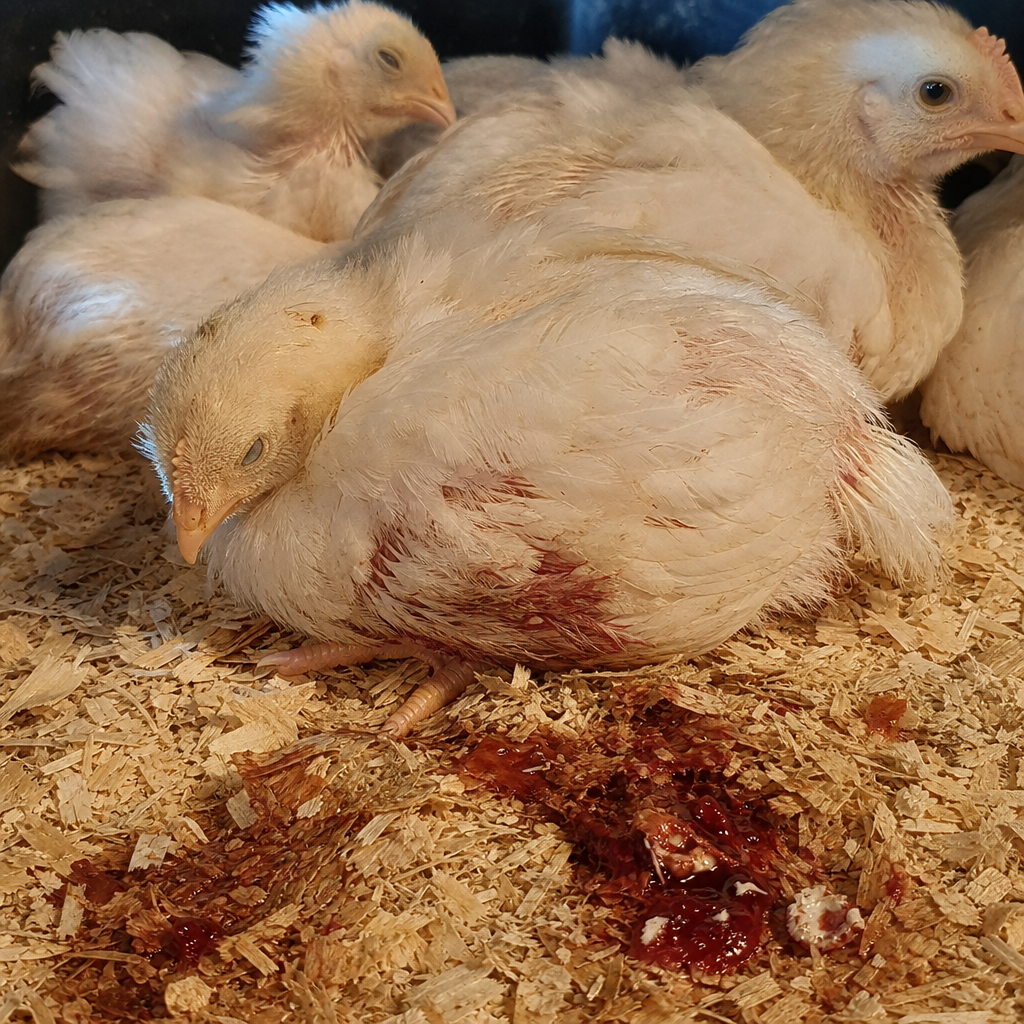 Coccidiosis in chicken showing bloody or rust-colored droppings (most alarming sign) and watery diarrhea, possibly with mucus