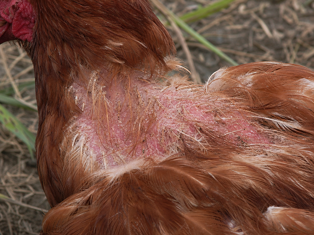 Depluming Mites in chicken showing intense feather-pulling and self-plucking behavior and bare patches of skin, particularly around the head, neck, and back