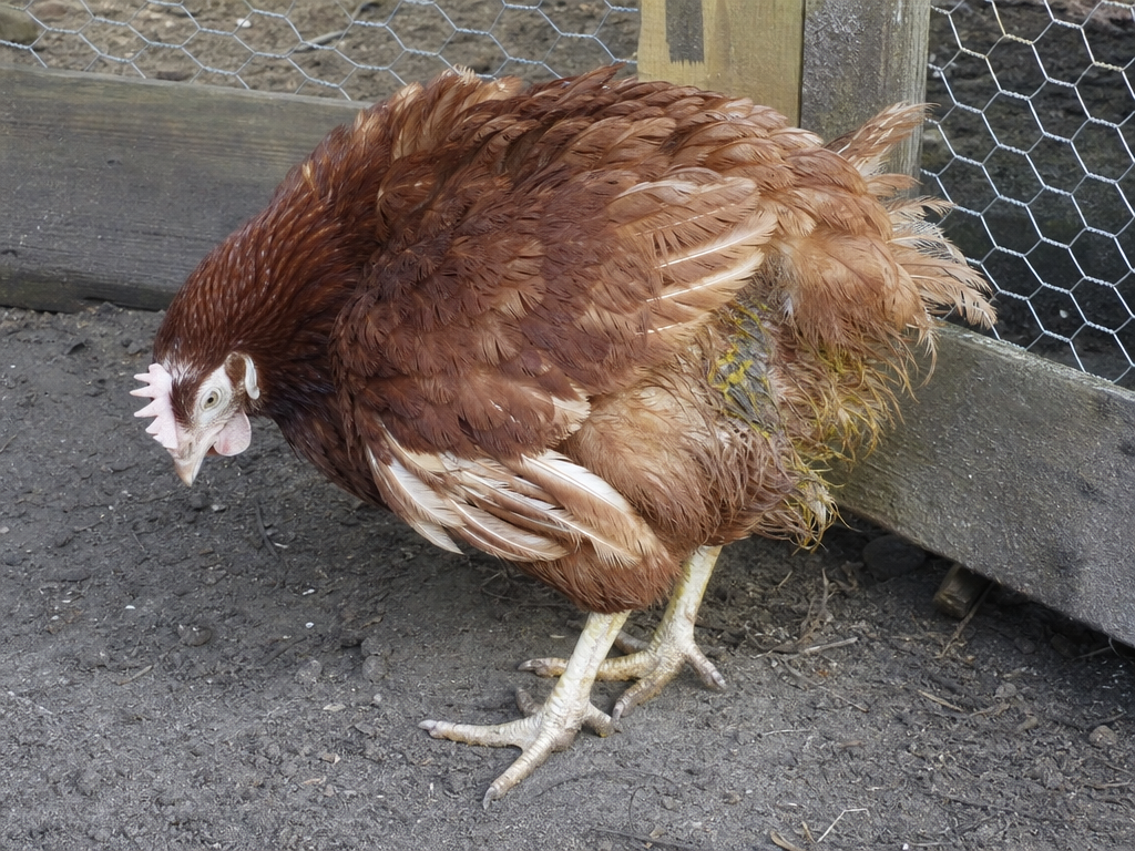Fowl Typhoid in chicken showing pale, anemic-looking birds with watery green or yellow-green diarrhea and sudden death in apparently healthy adult birds