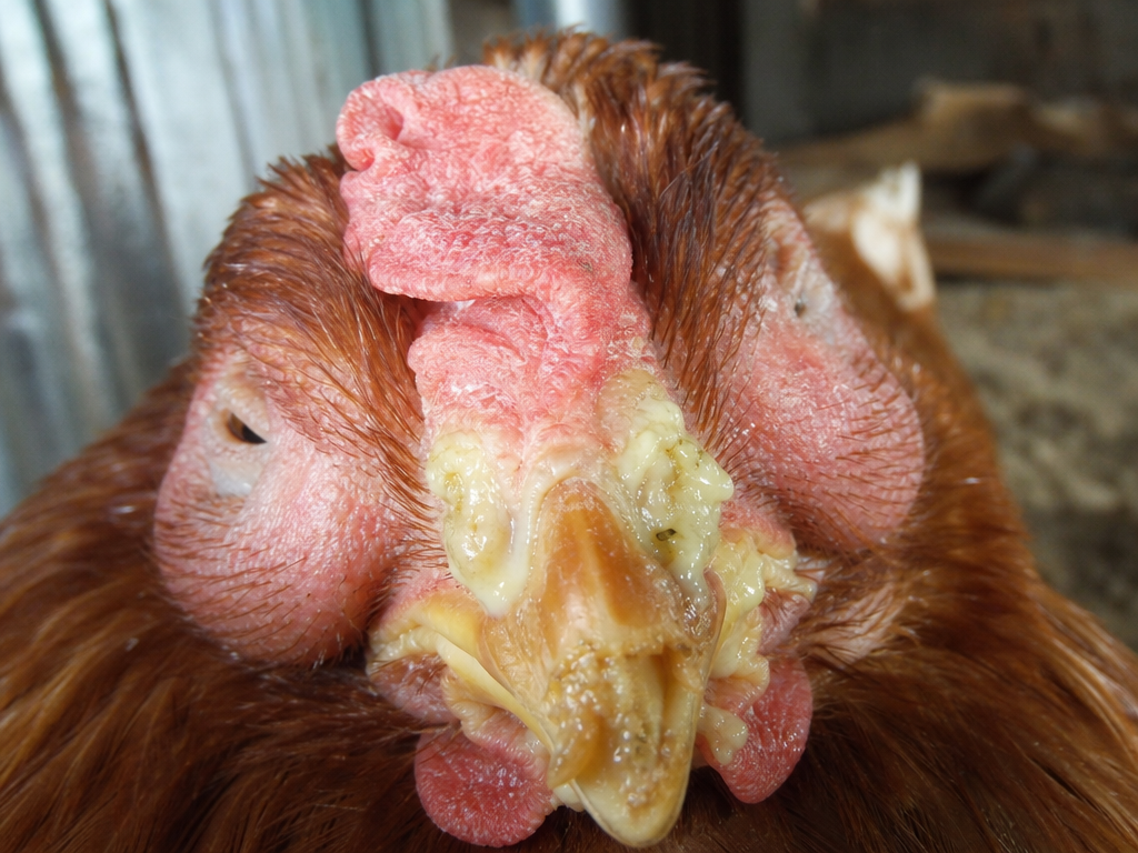 Infectious Coryza in chicken showing swelling of the face, especially around the eyes and sinuses and foul-smelling, sticky mucoid nasal discharge