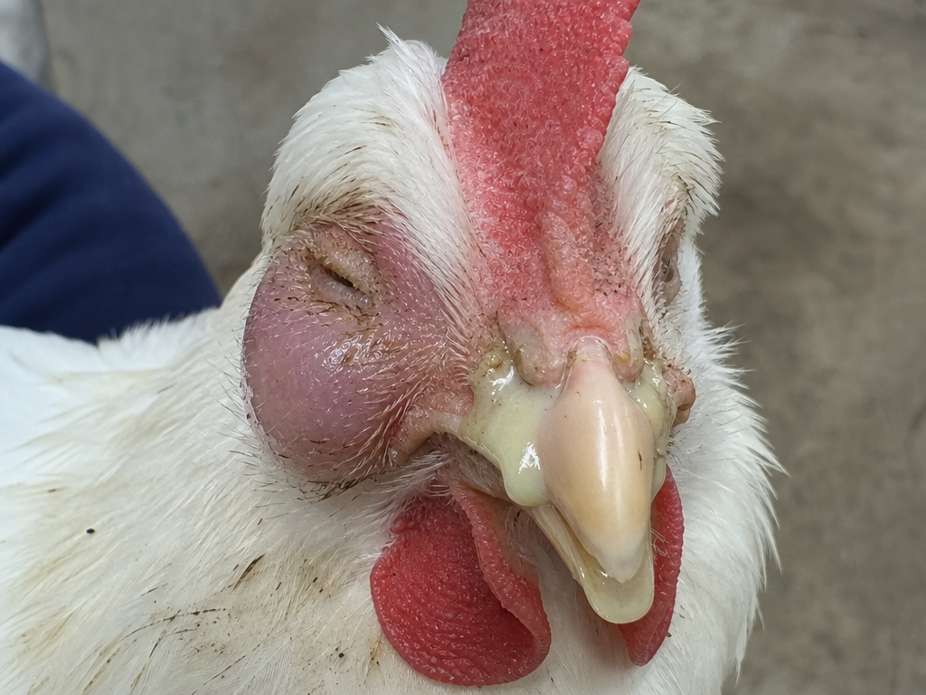 Mycoplasma in Chickens (MG and MS) in chicken showing rattling or gurgling breathing sounds and nasal discharge - clear to cloudy