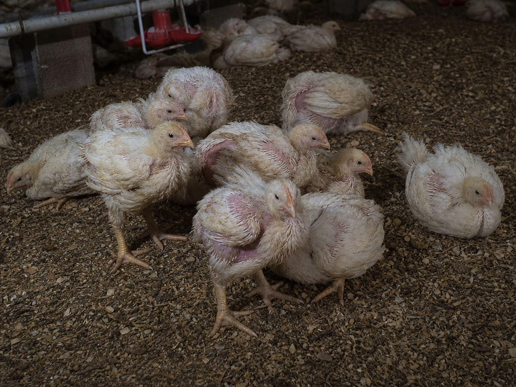 Mycotoxicosis (Mold Toxins) in chicken showing poor growth and feed conversion in growing birds (most common early sign) and pale or icteric (yellow) combs and mucous membranes from liver damage
