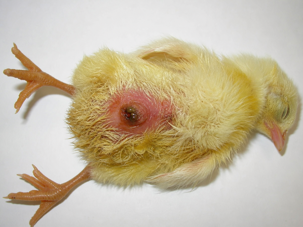 Omphalitis (Navel Ill) in Chicks in chicken showing large, soft, malodorous abdomen in chicks under 7 days and unhealed or wet navel at 24-48 hours post-hatch