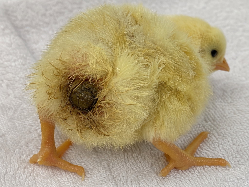 Pasty Butt in Chicks in chicken showing dried feces stuck to and covering the vent opening and chick straining to defecate with little or no result