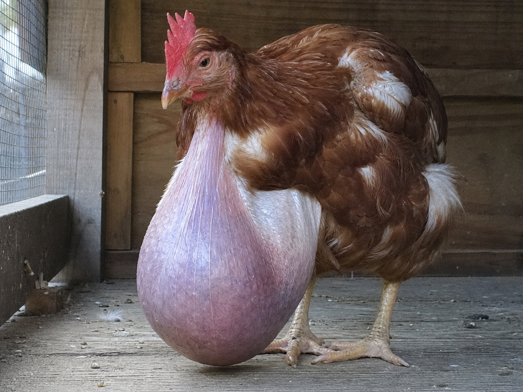Pendulous Crop in chicken showing visibly enlarged, saggy crop that hangs low on the chest and crop feels sloshy with fluid and soft food material