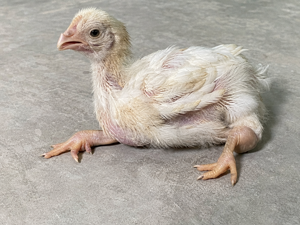Rickets in Chickens in chicken showing rubbery, soft beak that bends easily (pathognomonic in severe cases) and bowed or crooked legs, sitting back on hocks