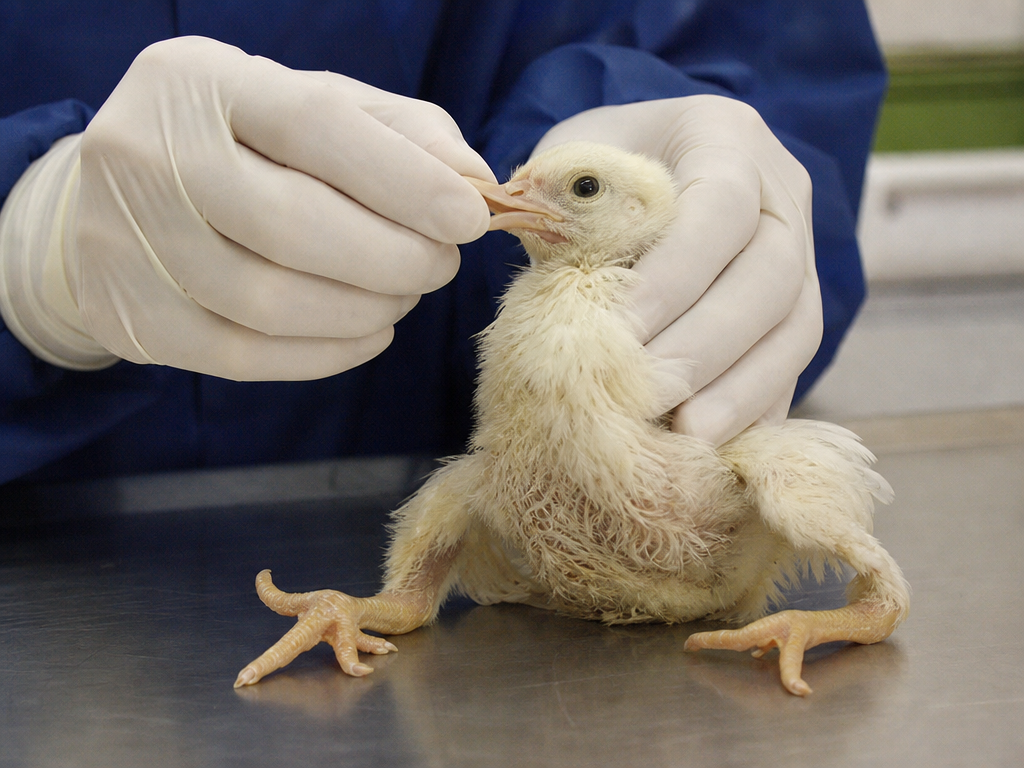 Treating Rickets in Chickens in chicken: step-by-step treatment procedure