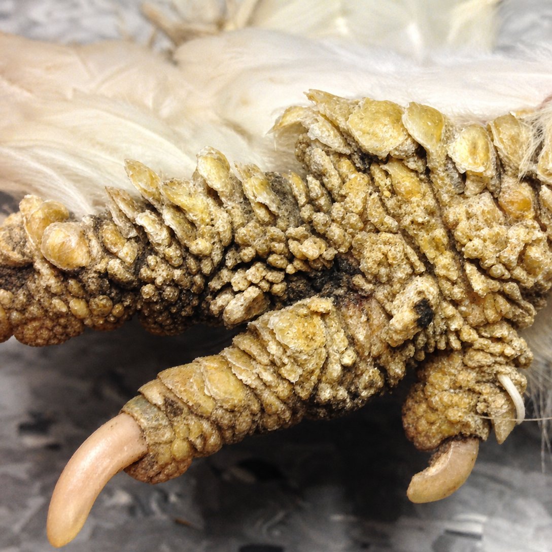 Scaly Leg Mites in chicken showing raised, crusty, thickened leg scales and white or gray crust lifting off the leg