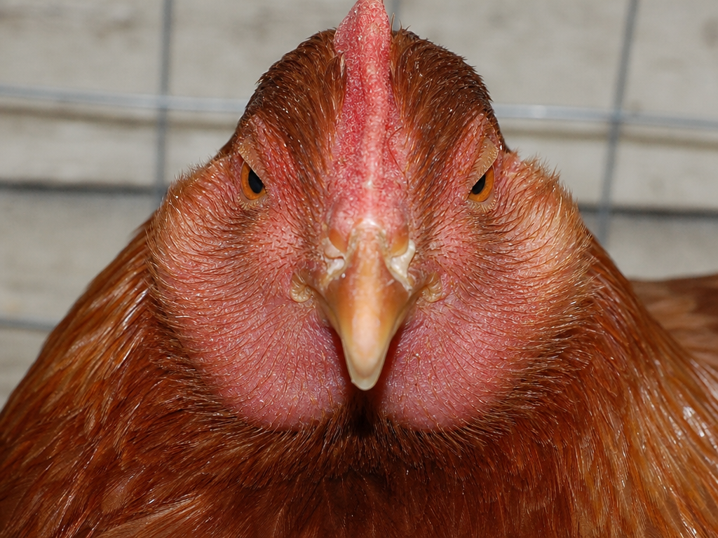 Sinusitis in Chickens in chicken showing firm or fluctuant swelling below and around the eye and swelling is typically unilateral initially, may become bilateral