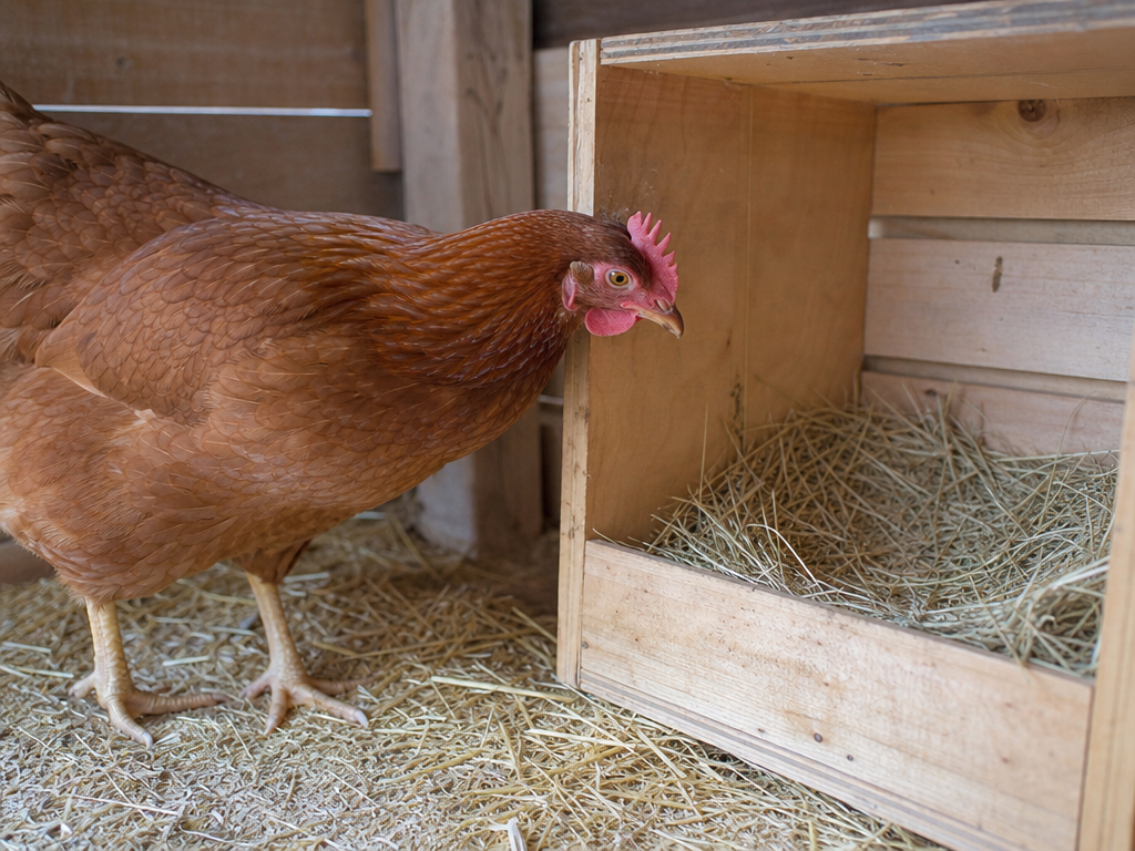 Why Did My Chicken Stop Laying? in chicken showing no eggs collected for 3 or more consecutive days and gradual decline over several weeks to complete stop