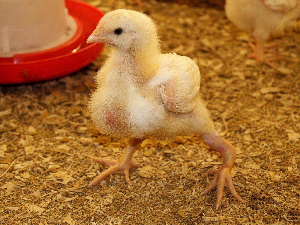 Tibial Dyschondroplasia in chicken showing visible bowing or twisting of the lower leg (tibiotarsus) in birds 2-6 weeks old and lameness ranging from slight to complete inability to walk