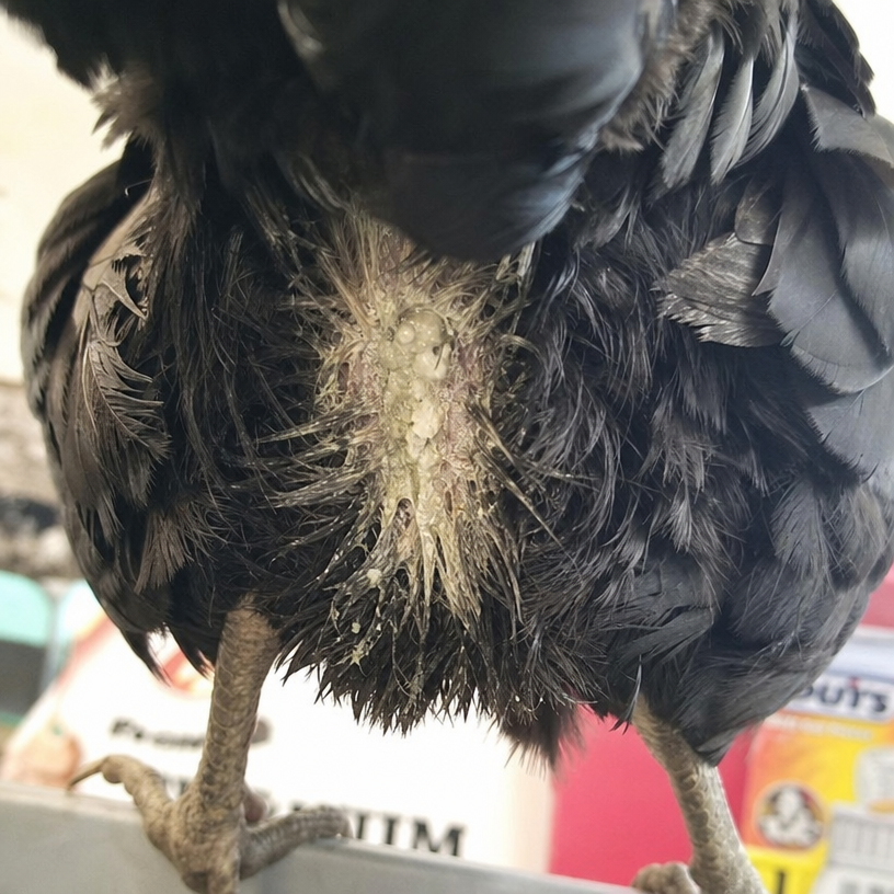 Vent Gleet in chicken showing foul-smelling yellowish or whitish discharge from the vent and matted, pasty feathers around the vent