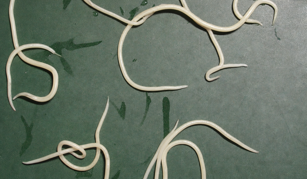 Internal Parasites (Worms) in chicken showing weight loss despite normal or increased appetite and diarrhea or loose droppings